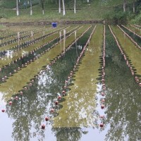 石墨烯水生态材料-纳米石墨烯光催化材料-石墨烯生态净化材料