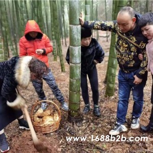 长沙周边野炊烧烤赏花踏青挖竹笋