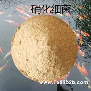 硝化细菌 降解水体亚硝酸盐氨氮的主要来源 厂家批发
