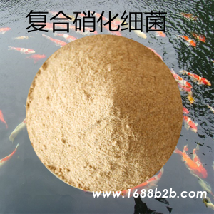 复合硝化细菌 降解亚硝酸盐氨氮 厂家