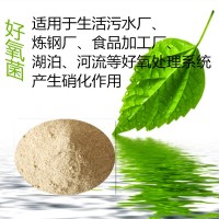 好氧菌 好氧池专用适用于各种污水处理