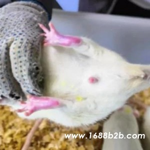 关节炎（CIA）模型的建立以及FLSs细胞的分离和鉴定
