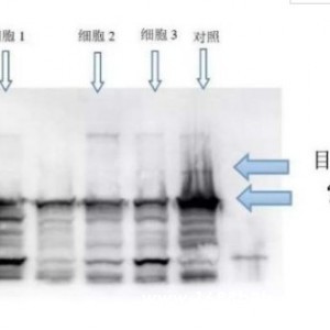 你还为做Western blot 苦恼吗？