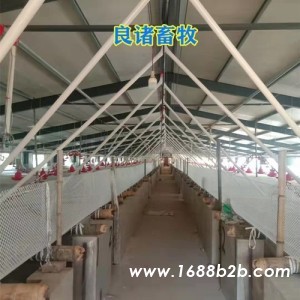 养猪场肥猪舍自动喂料设备绞龙料线的配置