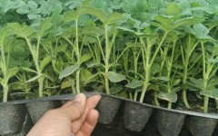 通许基地育西瓜苗 嫁接西瓜苗品种