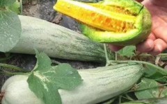 新乡育甜瓜苗基地 早春种植甜瓜苗品种