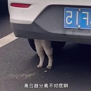 想买法拍车捡漏？你可能得先准备10本驾照
